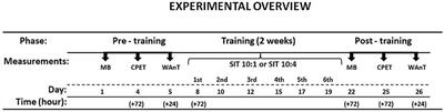 Adaptive Changes After 2 Weeks of 10-s Sprint Interval Training With Various Recovery Times